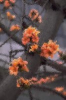 Rappelz download client